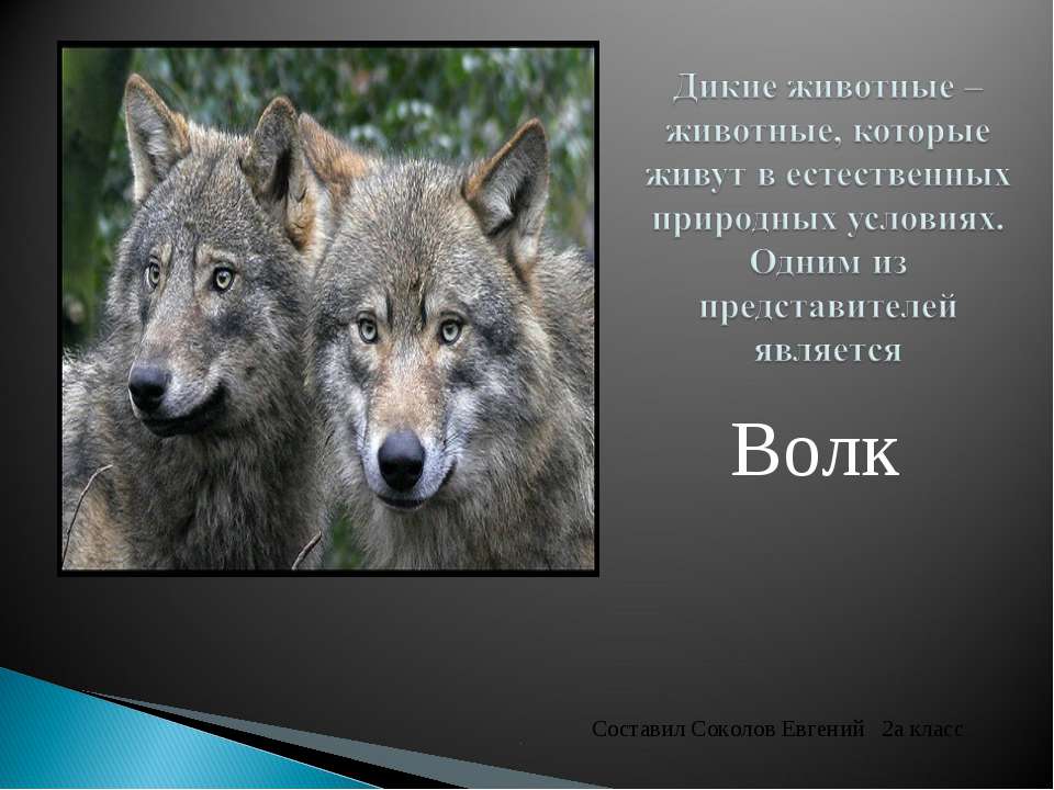 Волк - Скачать презентации бесплатно ☑ Презентации по предметам на gdz-books.ru