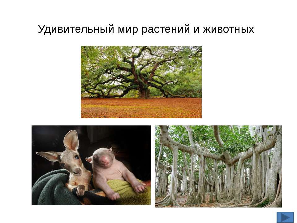 Удивительный мир растений и животных  - Скачать презентации бесплатно | Читать или скачать учебники для школы онлайн бесплатно ☑ Школьные учебники school-textbook.com