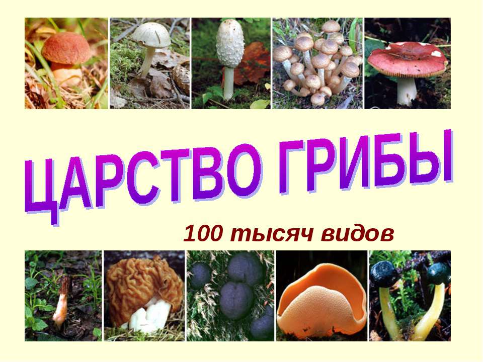 ЦАРСТВО ГРИБЫ - Скачать презентации бесплатно ☑ Презентации по предметам на gdz-books.ru