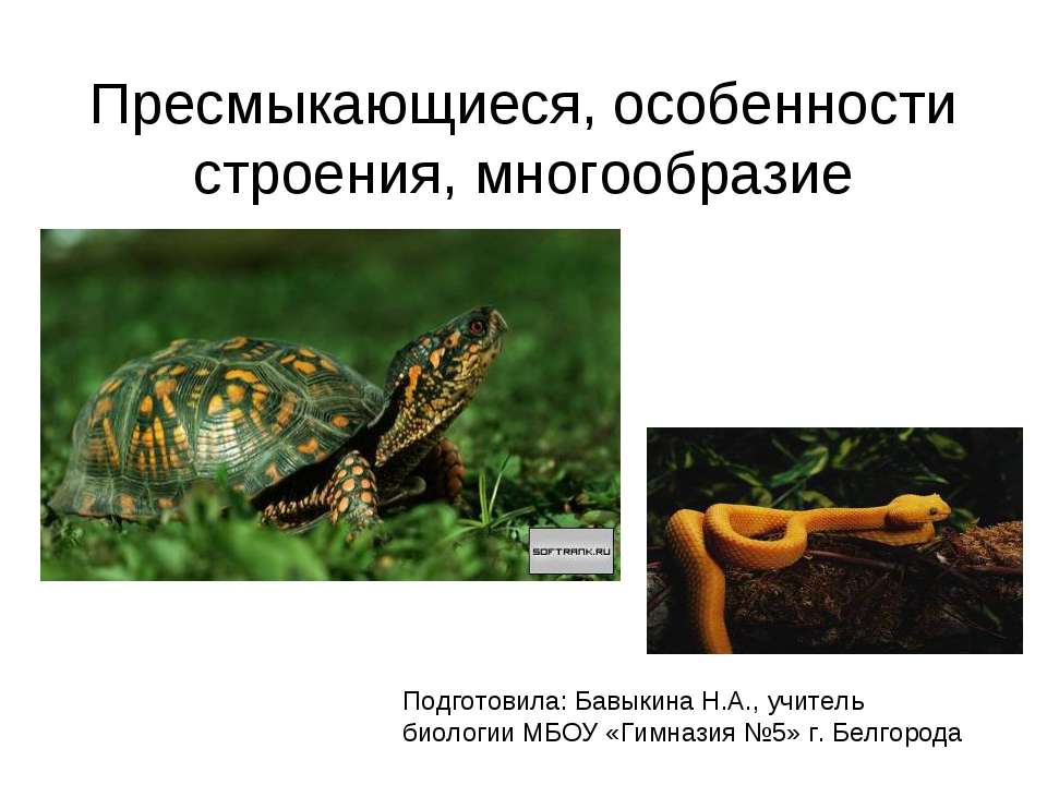 Пресмыкающиеся, особенности строения, многообразие - Скачать презентации бесплатно ☑ Презентации по предметам на gdz-books.ru