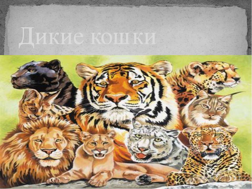 Дикие кошки - Скачать презентации бесплатно ☑ Презентации по предметам на gdz-books.ru