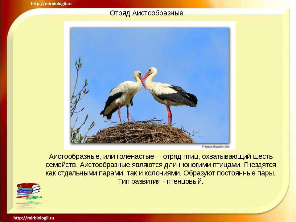 Отряд Аистообразные  - Скачать презентации бесплатно | Читать или скачать учебники для школы онлайн бесплатно ☑ Школьные учебники school-textbook.com