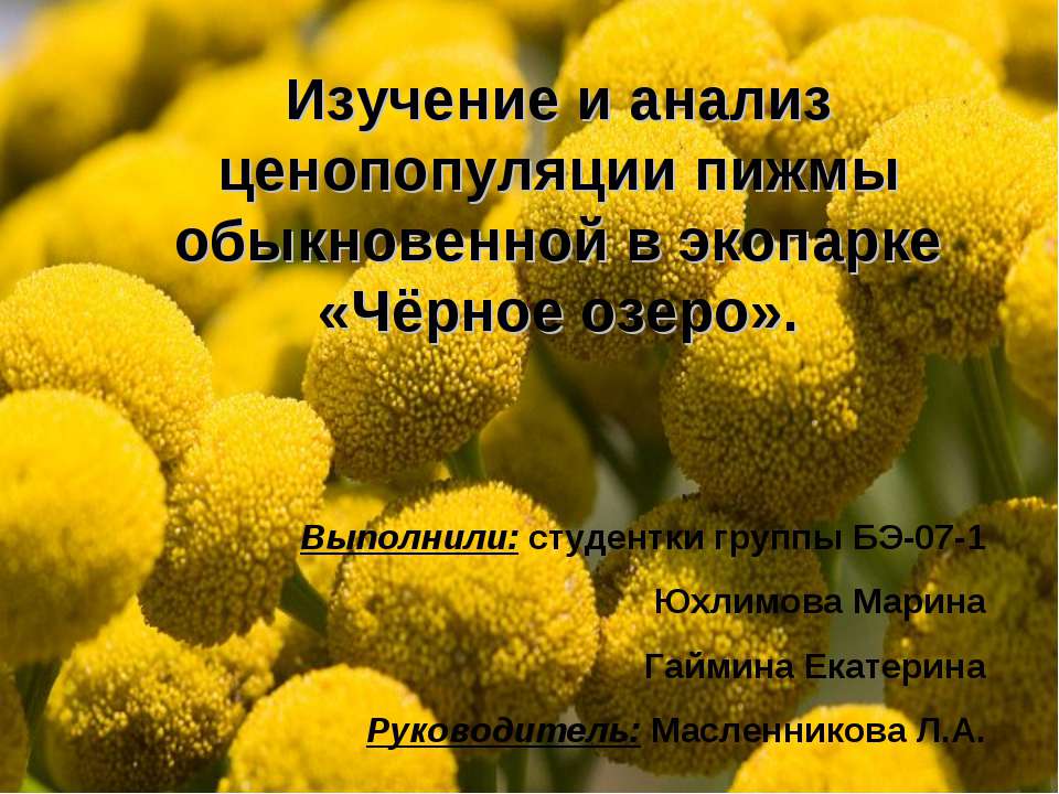 Изучение и анализ ценопопуляции пижмы обыкновенной в экопарке «Чёрное озеро» - Скачать презентации бесплатно ☑ Презентации по предметам на gdz-books.ru