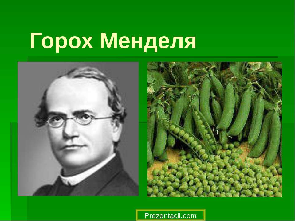 Горох Менделя - Скачать презентации бесплатно ☑ Презентации по предметам на gdz-books.ru