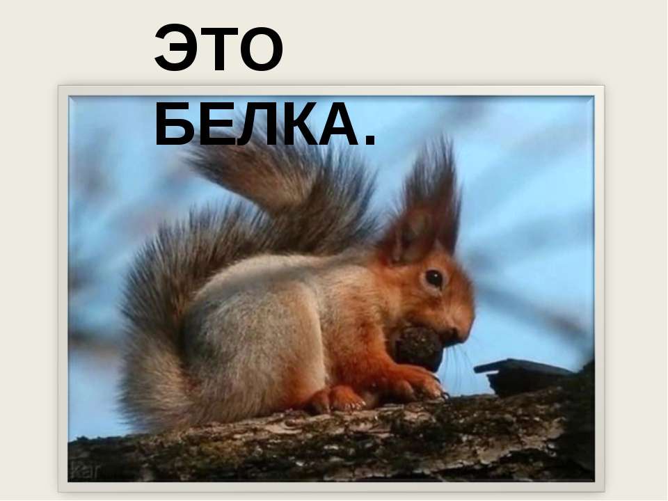 Это белка - Скачать презентации бесплатно ☑ Презентации по предметам на gdz-books.ru