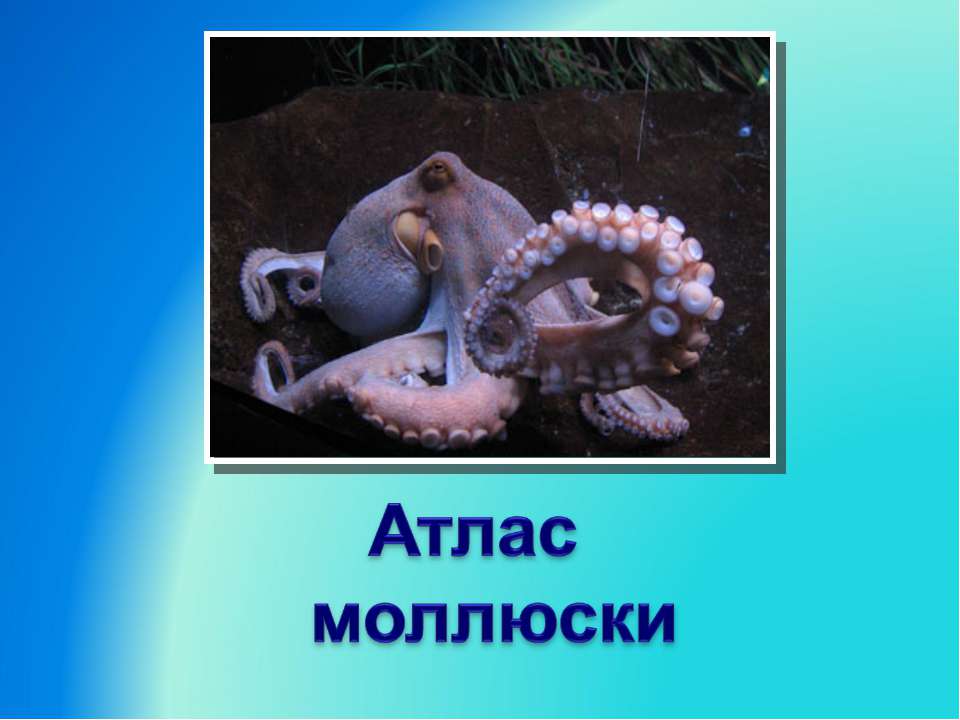 Атлас моллюски - Скачать презентации бесплатно ☑ Презентации по предметам на gdz-books.ru