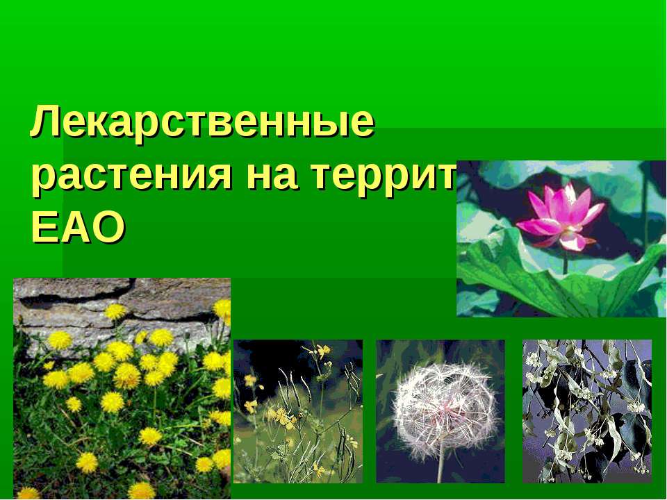 Лекарственные растения на территории ЕАО  - Скачать презентации бесплатно | Читать или скачать учебники для школы онлайн бесплатно ☑ Школьные учебники school-textbook.com