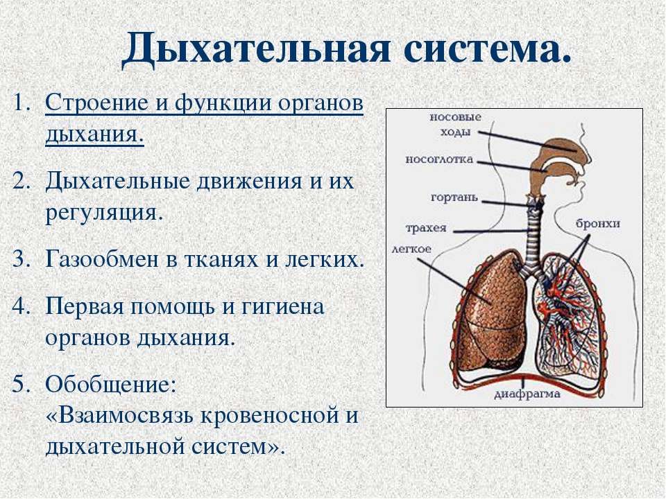 Дыхательная система - Скачать презентации бесплатно ☑ Презентации по предметам на gdz-books.ru