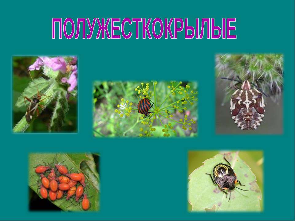 Полужесткокрылые - Скачать презентации бесплатно ☑ Презентации по предметам на gdz-books.ru