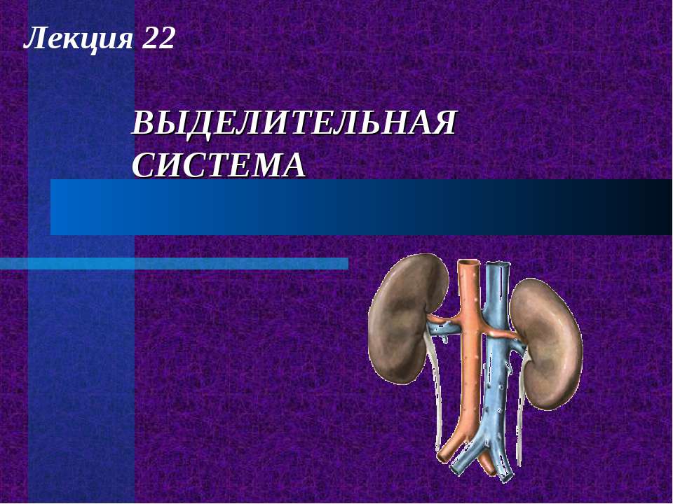 Выделительная система  - Скачать презентации бесплатно | Читать или скачать учебники для школы онлайн бесплатно ☑ Школьные учебники school-textbook.com