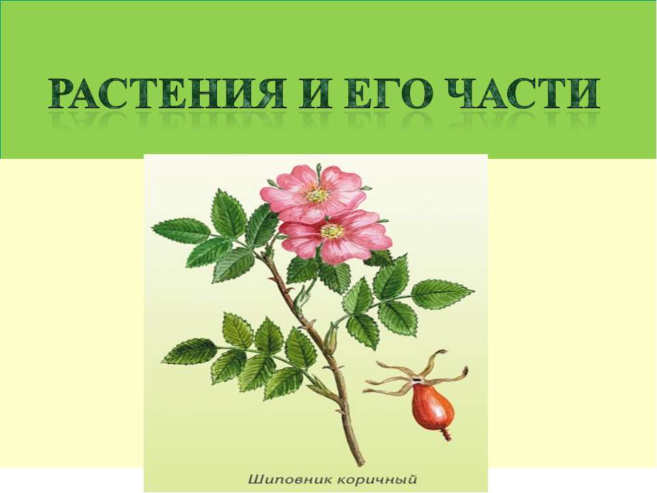 Растения и его части  - Скачать презентации бесплатно | Читать или скачать учебники для школы онлайн бесплатно ☑ Школьные учебники school-textbook.com