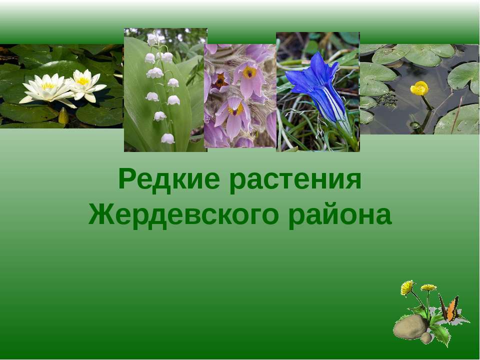 Редкие растения Жердевского района  - Скачать презентации бесплатно | Читать или скачать учебники для школы онлайн бесплатно ☑ Школьные учебники school-textbook.com
