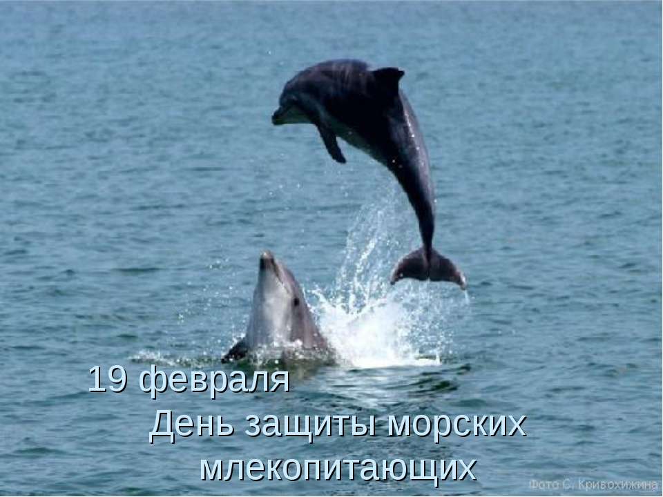 19 февраля День защиты морских млекопитающих  - Скачать презентации бесплатно | Читать или скачать учебники для школы онлайн бесплатно ☑ Школьные учебники school-textbook.com