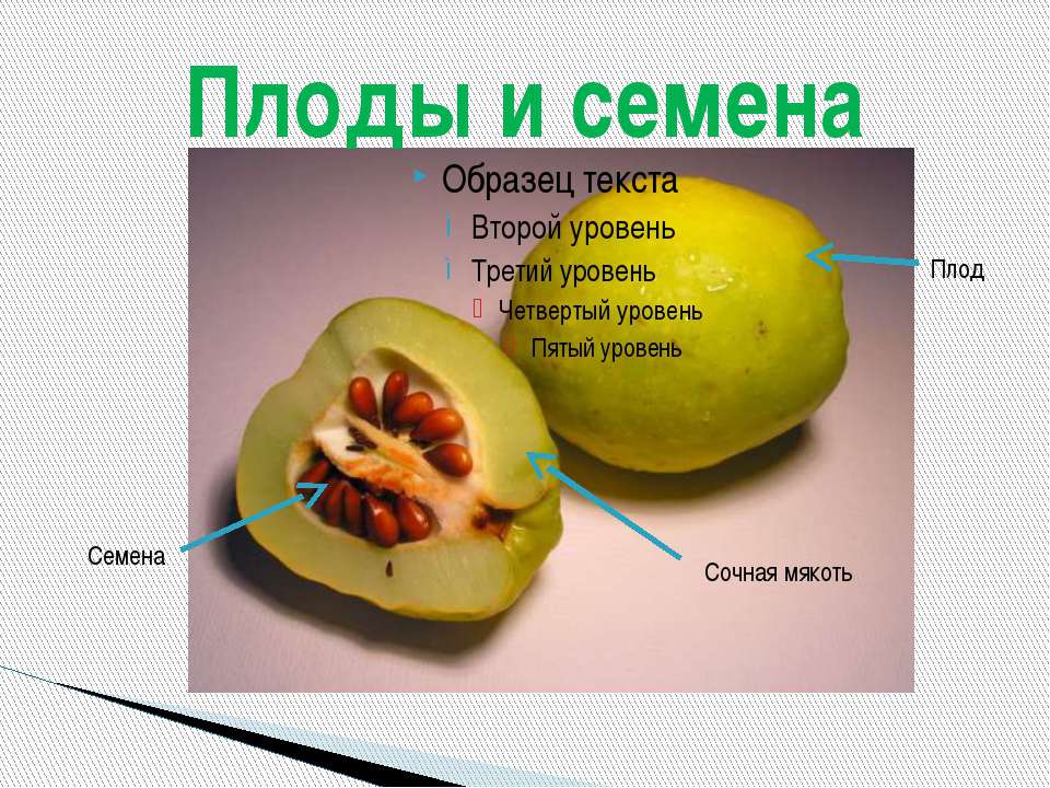 ПЛОДЫ И СЕМЕНА  - Скачать презентации бесплатно | Читать или скачать учебники для школы онлайн бесплатно ☑ Школьные учебники school-textbook.com