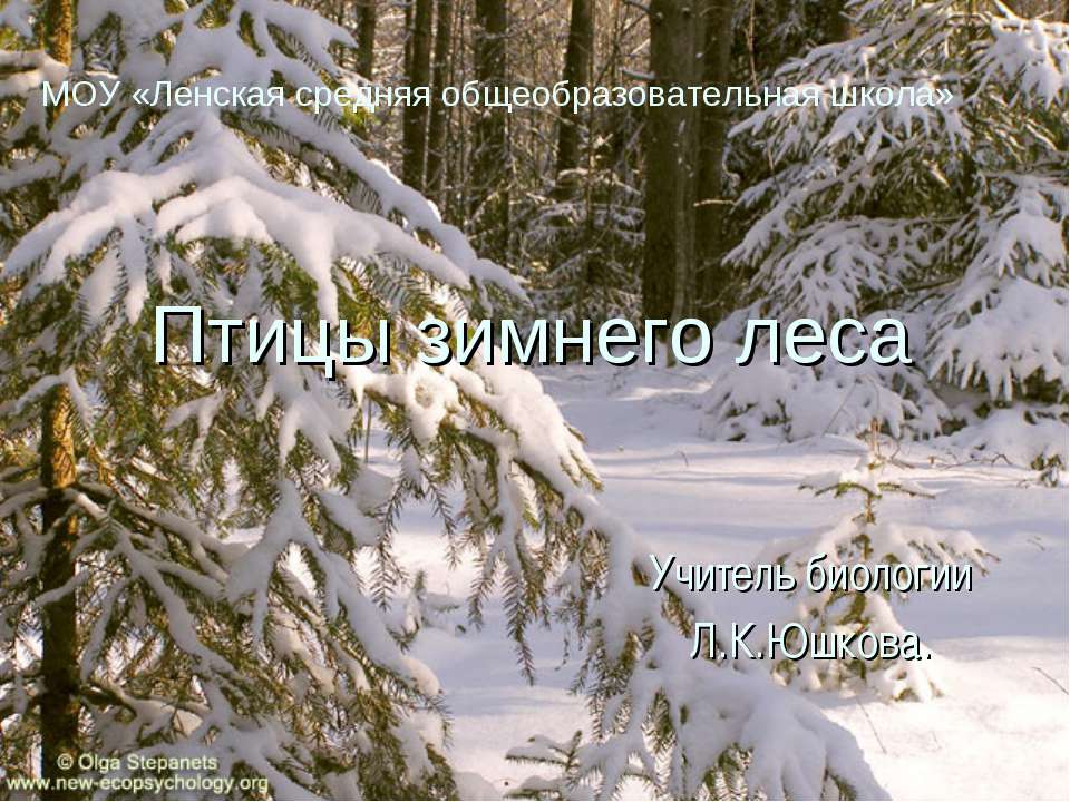 Птицы зимнего леса  - Скачать презентации бесплатно | Читать или скачать учебники для школы онлайн бесплатно ☑ Школьные учебники school-textbook.com