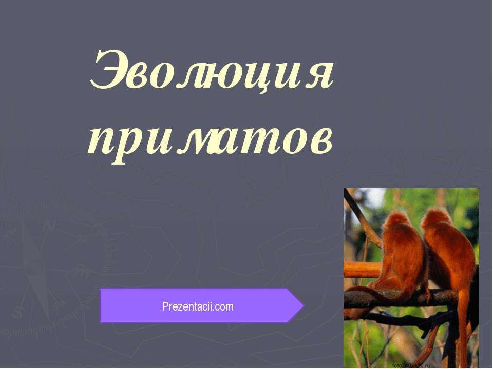 Эволюция приматов - Скачать презентации бесплатно ☑ Презентации по предметам на gdz-books.ru
