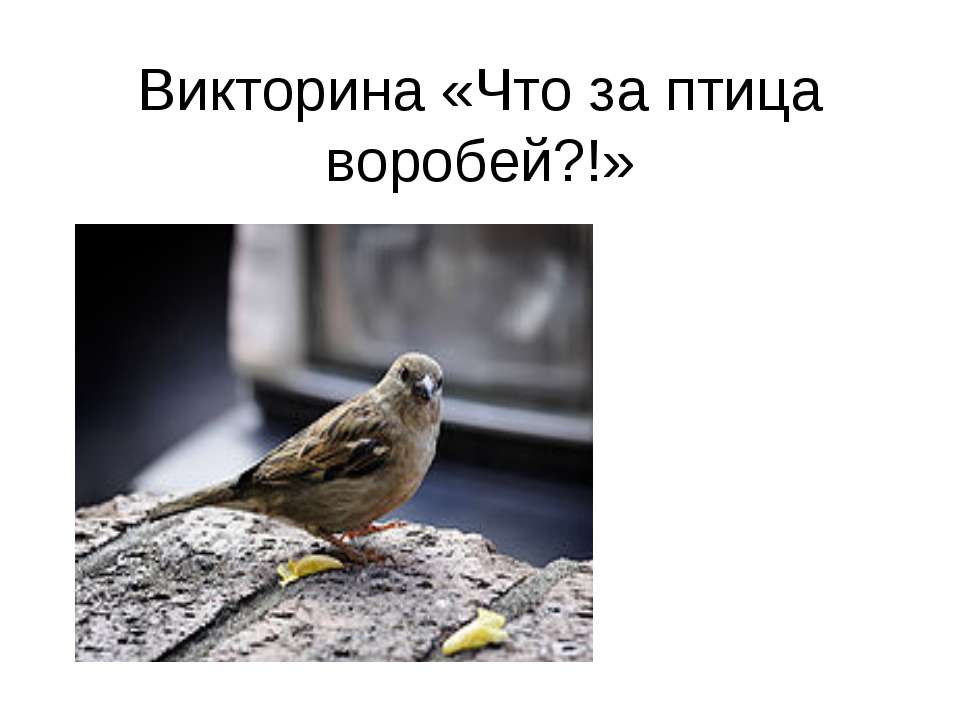 Викторина «Что за птица воробей?!»  - Скачать презентации бесплатно | Читать или скачать учебники для школы онлайн бесплатно ☑ Школьные учебники school-textbook.com