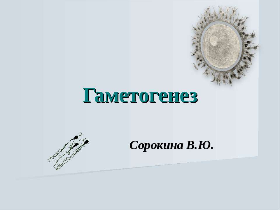 Гаметогенез - Скачать презентации бесплатно ☑ Презентации по предметам на gdz-books.ru