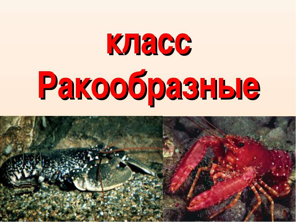 класс Ракообразные - Скачать презентации бесплатно ☑ Презентации по предметам на gdz-books.ru