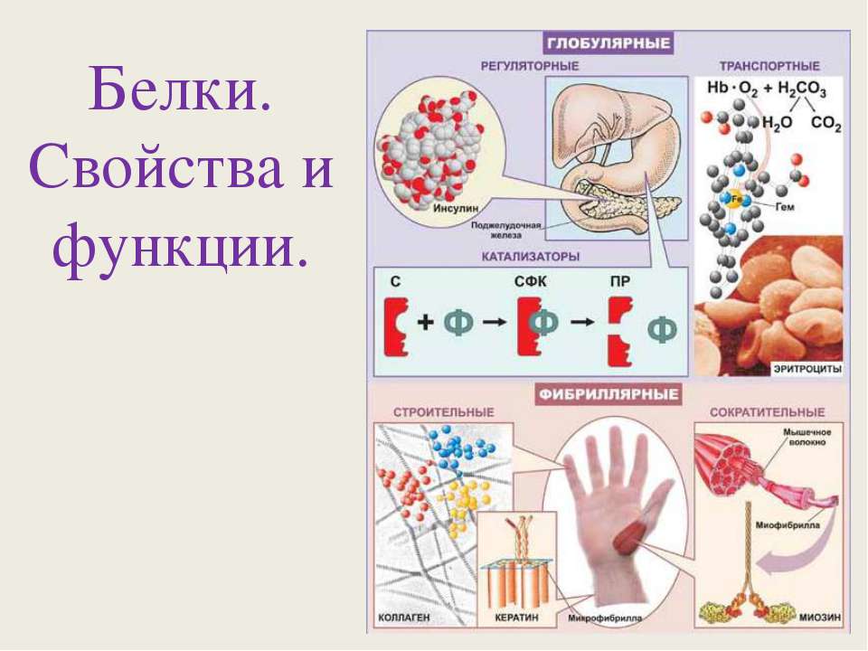 Белки. Свойства и функции  - Скачать презентации бесплатно | Читать или скачать учебники для школы онлайн бесплатно ☑ Школьные учебники school-textbook.com