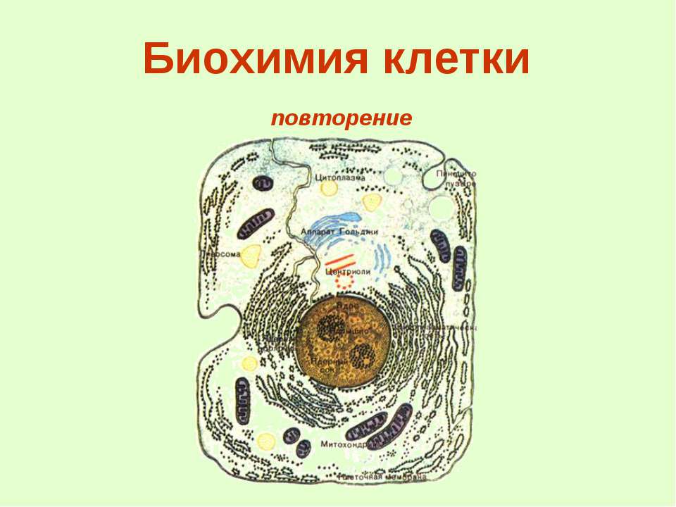 Биохимия клетки  - Скачать презентации бесплатно | Читать или скачать учебники для школы онлайн бесплатно ☑ Школьные учебники school-textbook.com
