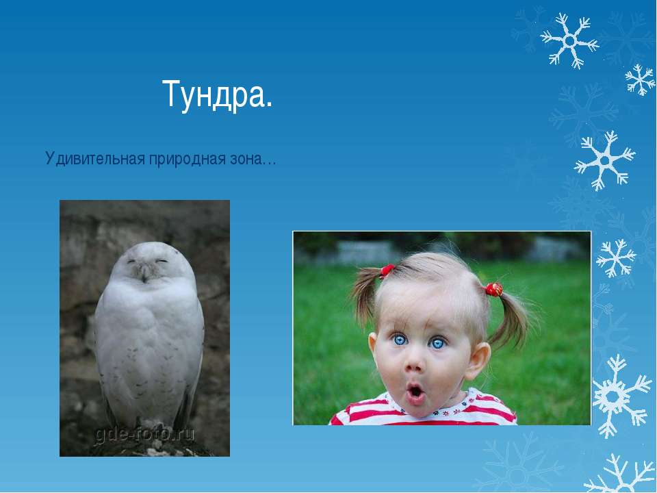 ТУНДРА  - Скачать презентации бесплатно | Читать или скачать учебники для школы онлайн бесплатно ☑ Школьные учебники school-textbook.com