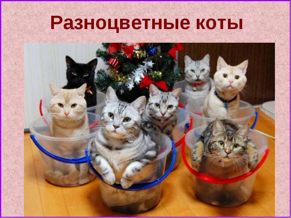 Разноцветные коты - Скачать презентации бесплатно ☑ Презентации по предметам на gdz-books.ru