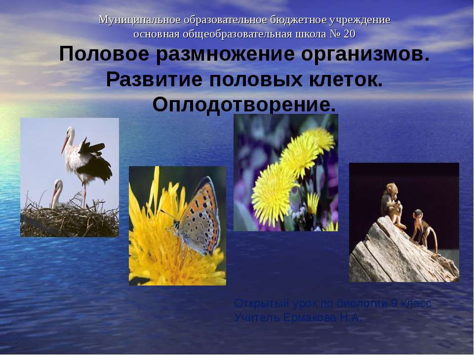 Половое размножение организмов. Развитие половых клеток. Оплодотворение  - Скачать презентации бесплатно | Читать или скачать учебники для школы онлайн бесплатно ☑ Школьные учебники school-textbook.com