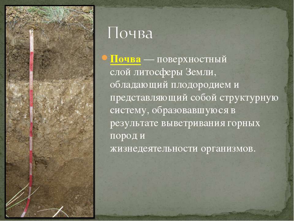 Почва  - Скачать презентации бесплатно | Читать или скачать учебники для школы онлайн бесплатно ☑ Школьные учебники school-textbook.com