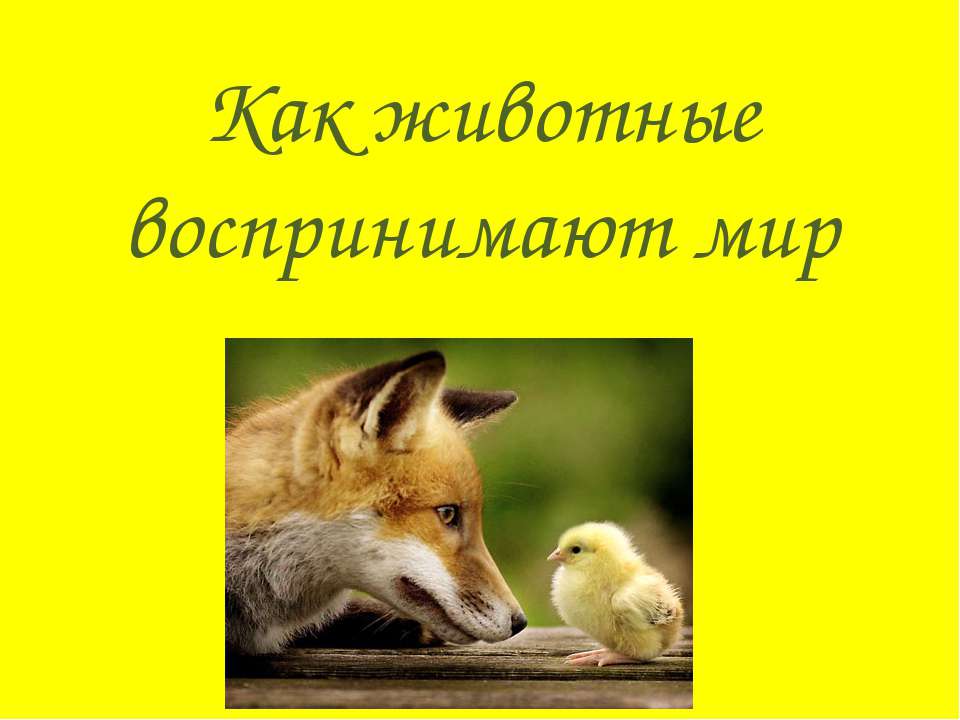 Как животные воспринимают мир  - Скачать презентации бесплатно | Читать или скачать учебники для школы онлайн бесплатно ☑ Школьные учебники school-textbook.com