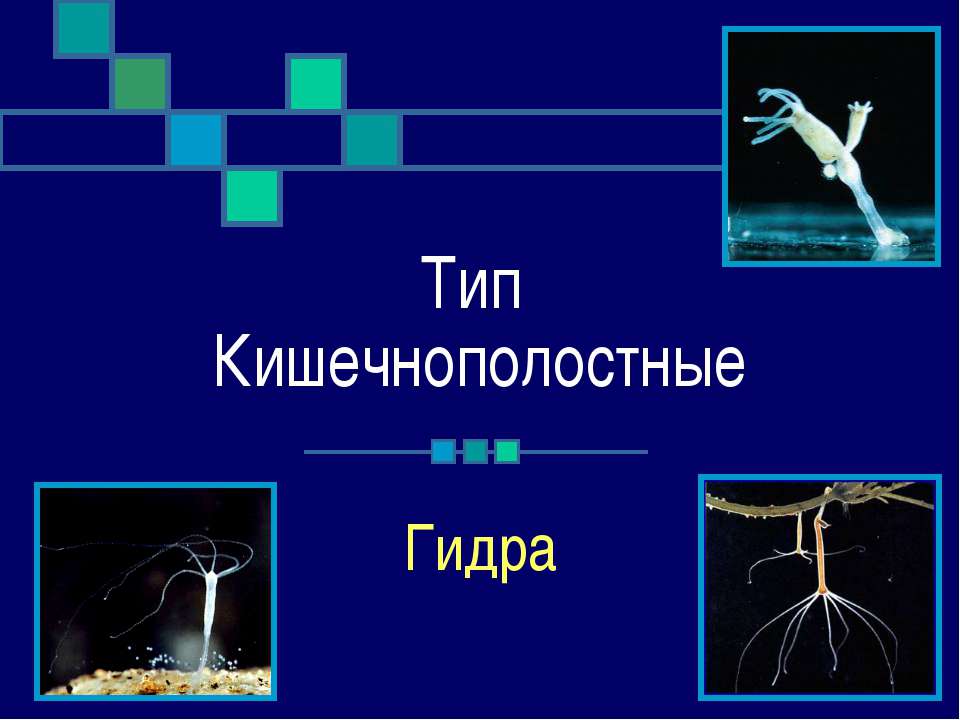Тип Кишечнополостные. Гидра  - Скачать презентации бесплатно | Читать или скачать учебники для школы онлайн бесплатно ☑ Школьные учебники school-textbook.com