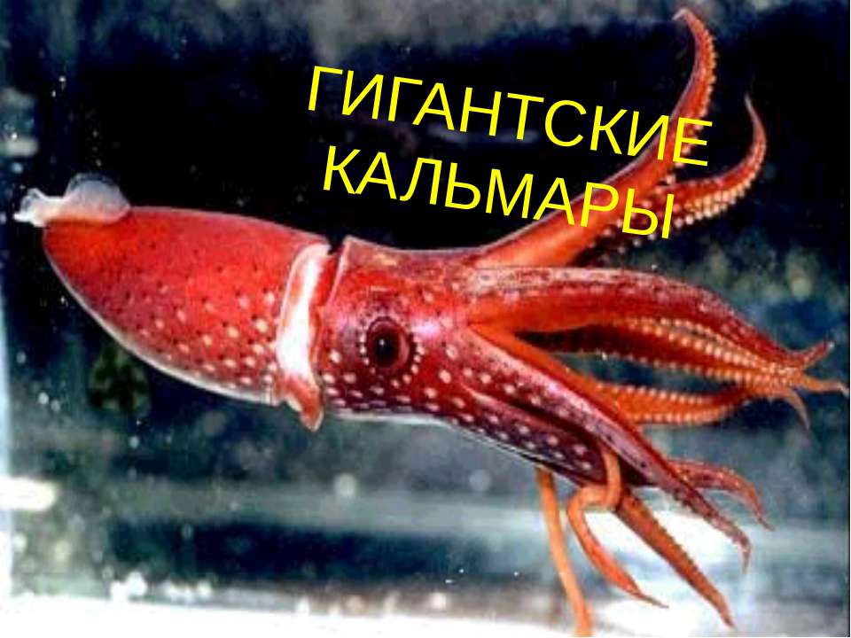 Гигантские кальмары  - Скачать презентации бесплатно | Читать или скачать учебники для школы онлайн бесплатно ☑ Школьные учебники school-textbook.com