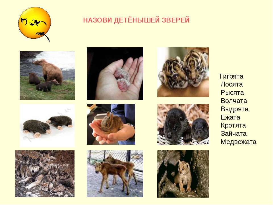 Назови детёнышей зверей - Скачать презентации бесплатно ☑ Презентации по предметам на gdz-books.ru