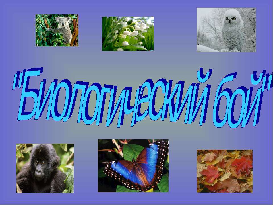 Биологический бой - Скачать презентации бесплатно ☑ Презентации по предметам на gdz-books.ru