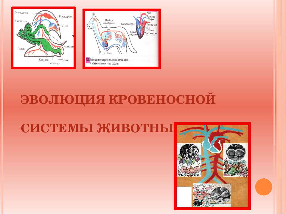 ЭВОЛЮЦИЯ КРОВЕНОСНОЙ СИСТЕМЫ ЖИВОТНЫХ, КРОВЬ - Скачать презентации бесплатно ☑ Презентации по предметам на gdz-books.ru
