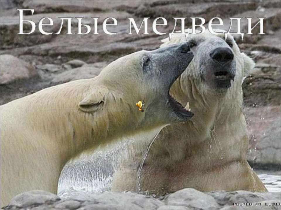 Белые медведи  - Скачать презентации бесплатно | Читать или скачать учебники для школы онлайн бесплатно ☑ Школьные учебники school-textbook.com
