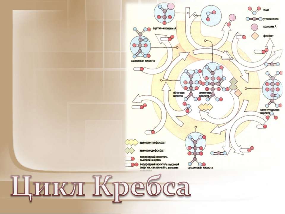 Цикл Кребса  - Скачать презентации бесплатно | Читать или скачать учебники для школы онлайн бесплатно ☑ Школьные учебники school-textbook.com