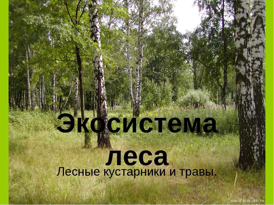 Экосистема леса Лесные кустарники и травы  - Скачать презентации бесплатно | Читать или скачать учебники для школы онлайн бесплатно ☑ Школьные учебники school-textbook.com