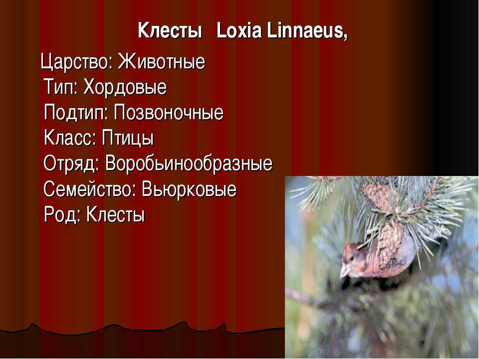 Клесты Loxia Linnaeus  - Скачать презентации бесплатно | Читать или скачать учебники для школы онлайн бесплатно ☑ Школьные учебники school-textbook.com