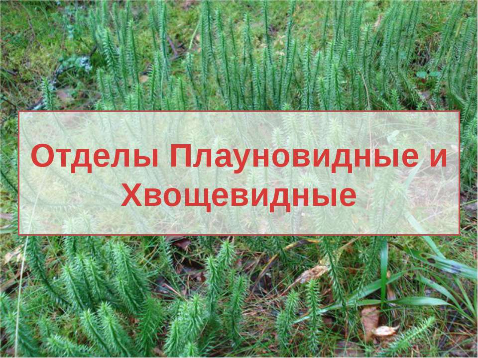 Отделы Плауновидные и Хвощевидные - Скачать презентации бесплатно ☑ Презентации по предметам на gdz-books.ru