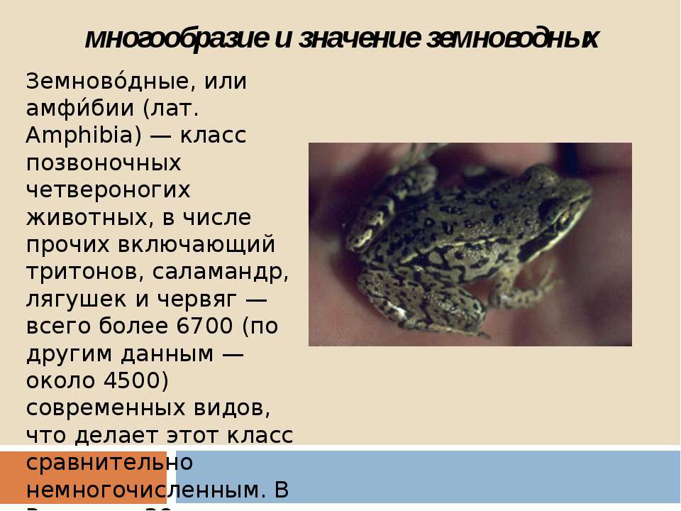 Многообразие и значение земноводных  - Скачать презентации бесплатно | Читать или скачать учебники для школы онлайн бесплатно ☑ Школьные учебники school-textbook.com