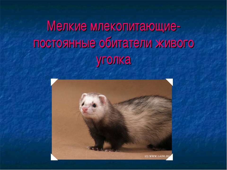 Мелкие млекопитающие- постоянные обитатели живого уголка  - Скачать презентации бесплатно | Читать или скачать учебники для школы онлайн бесплатно ☑ Школьные учебники school-textbook.com
