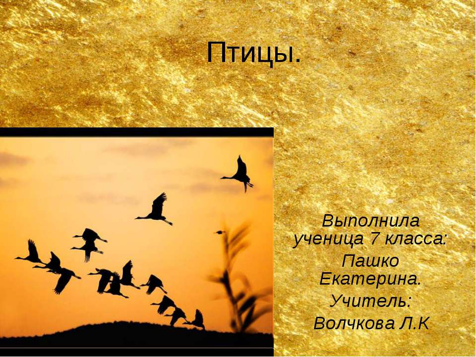Птицы.  - Скачать презентации бесплатно | Читать или скачать учебники для школы онлайн бесплатно ☑ Школьные учебники school-textbook.com