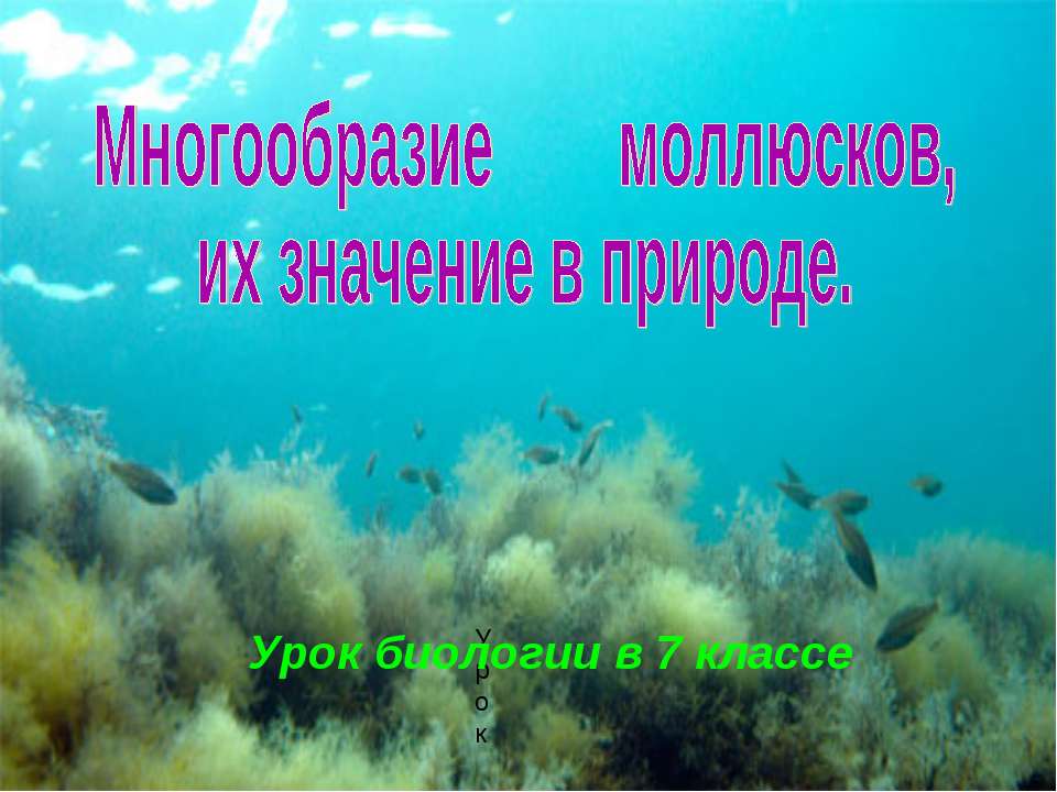 Многообразие моллюсков, их значение в природе - Скачать презентации бесплатно ☑ Презентации по предметам на gdz-books.ru
