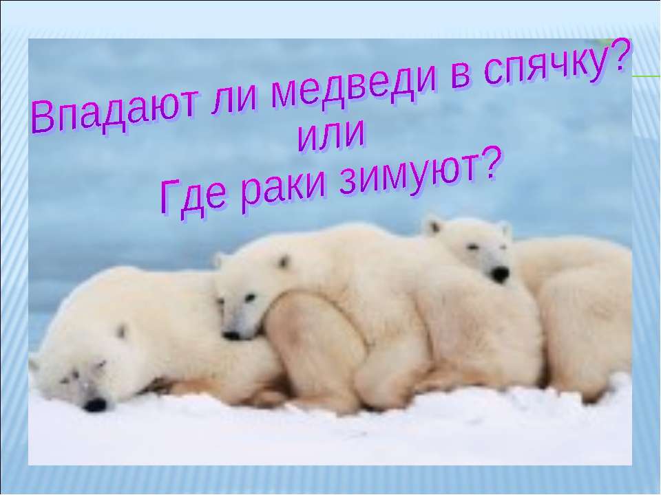 Впадают ли медведи в спячку? Или где раки зимуют?  - Скачать презентации бесплатно | Читать или скачать учебники для школы онлайн бесплатно ☑ Школьные учебники school-textbook.com