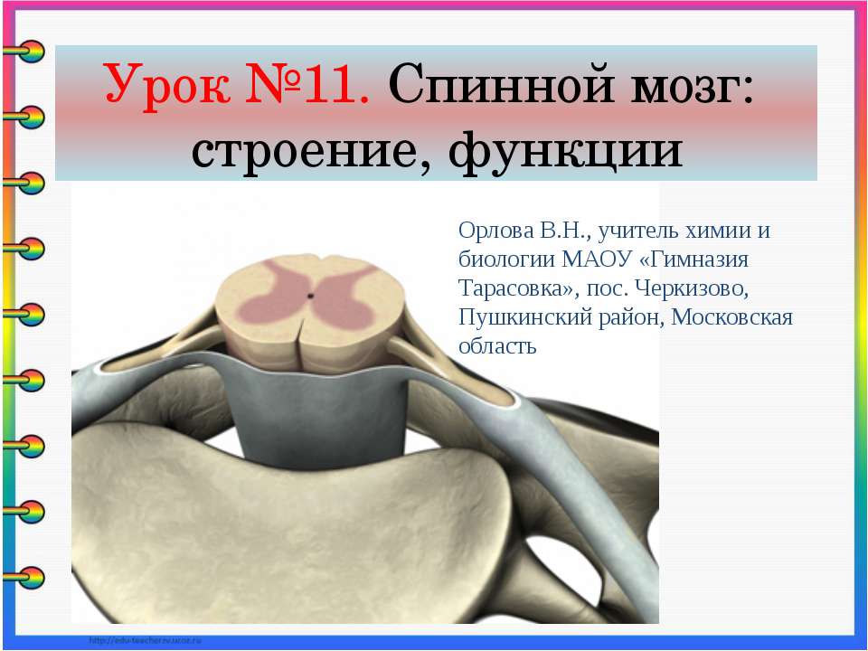 Спинной мозг: строение, функции  - Скачать презентации бесплатно | Читать или скачать учебники для школы онлайн бесплатно ☑ Школьные учебники school-textbook.com