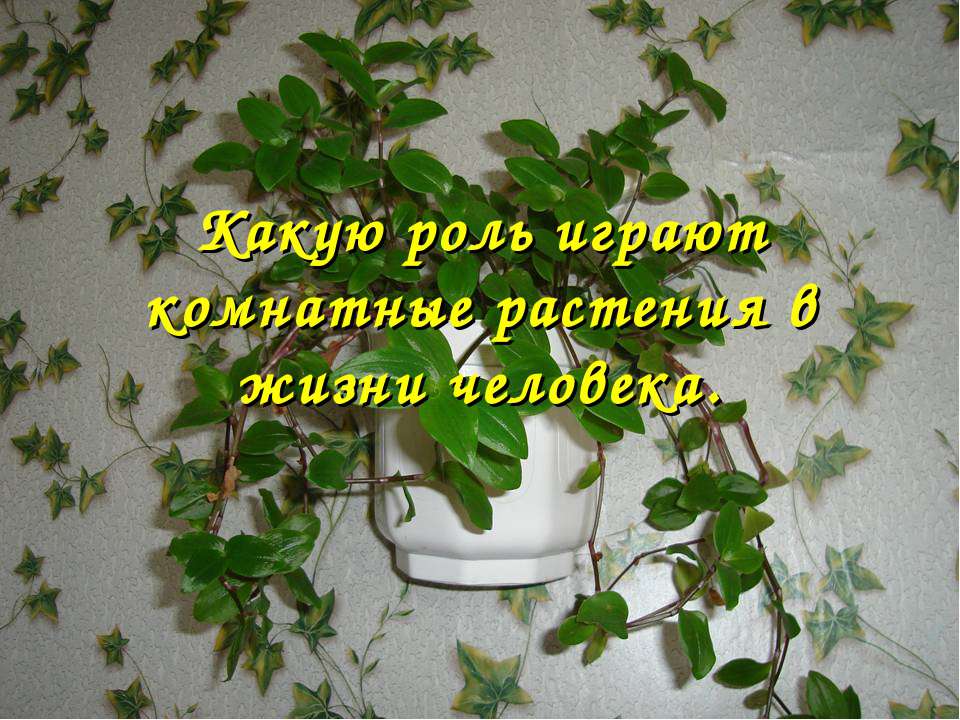 Какую роль играют комнатные растения в жизни человека  - Скачать презентации бесплатно | Читать или скачать учебники для школы онлайн бесплатно ☑ Школьные учебники school-textbook.com