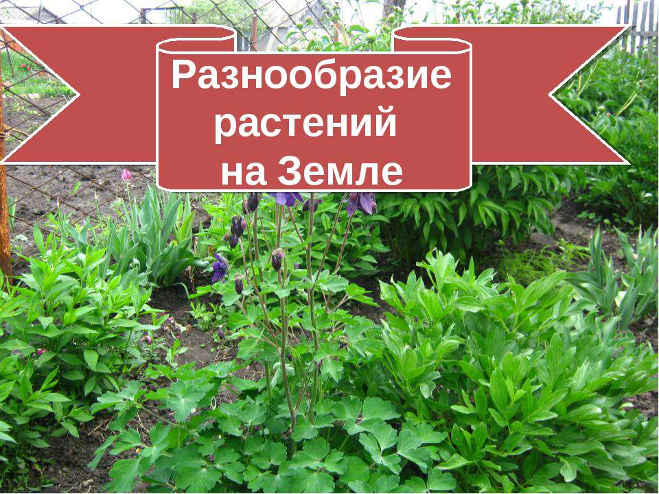 Разнообразие растений на Земле  - Скачать презентации бесплатно | Читать или скачать учебники для школы онлайн бесплатно ☑ Школьные учебники school-textbook.com