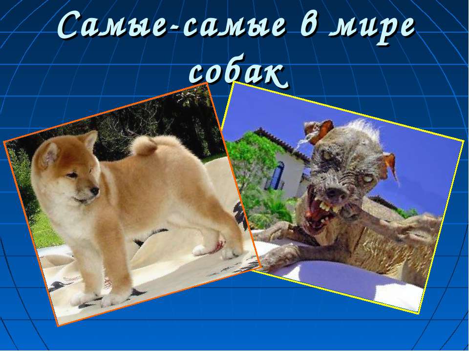 Самые-самые в мире собак - Скачать презентации бесплатно ☑ Презентации по предметам на gdz-books.ru
