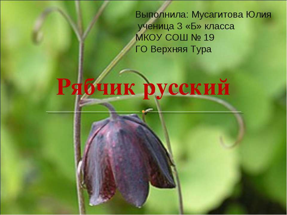 Рябчик русский - Скачать презентации бесплатно ☑ Презентации по предметам на gdz-books.ru